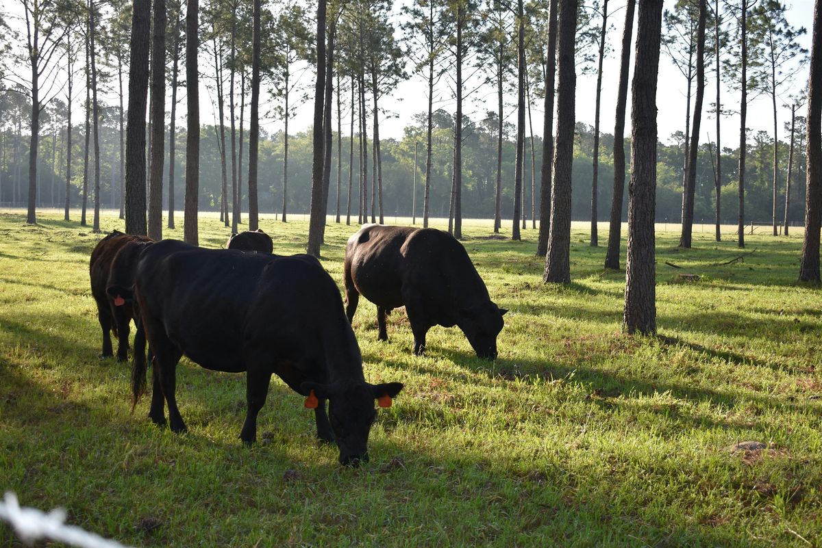 2025 EREC Silvopasture Field Day: establishment and management overview, 17 September | Event in Blackville