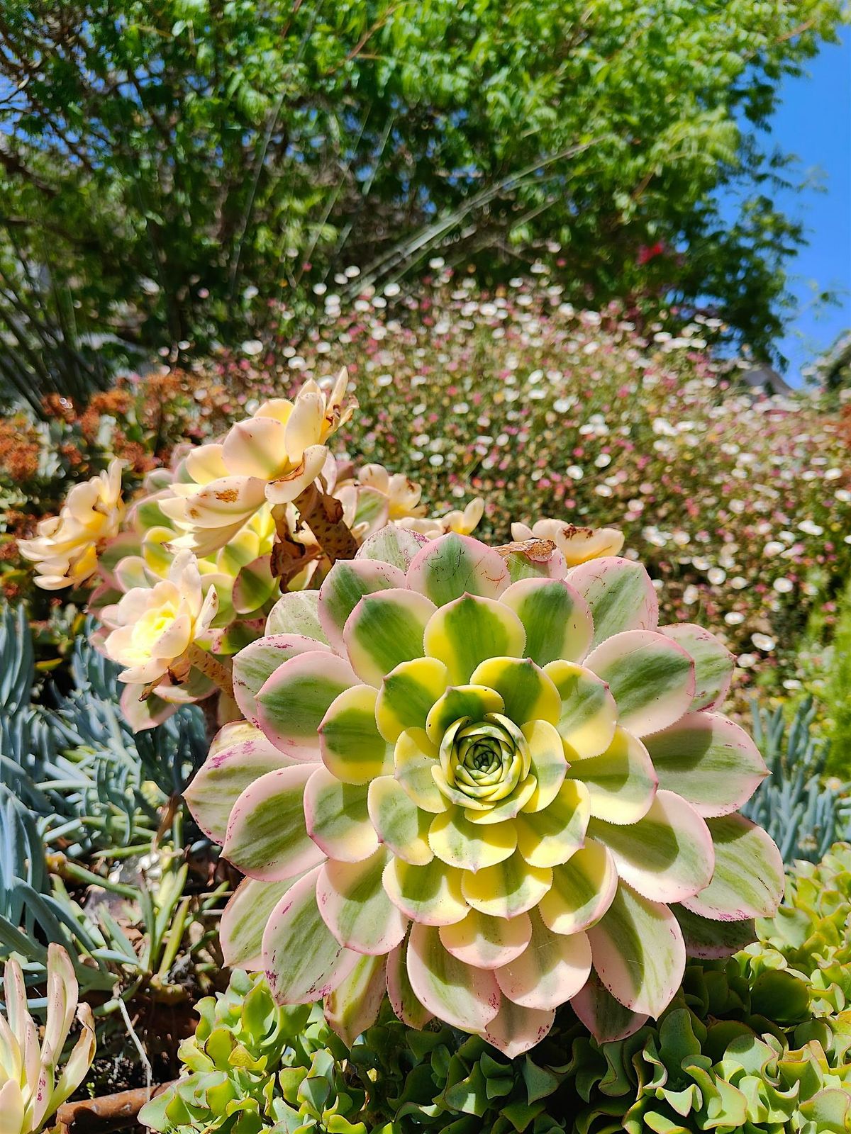 Add New Excitement to Your Succulent Garden!, 26 July | Event in Napa | AllEvents