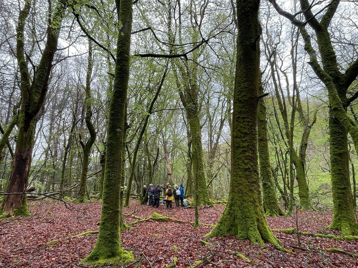Autumn Forest Bathing - The Changing Seasons, 1 November | Event in Barnet | AllEvents
