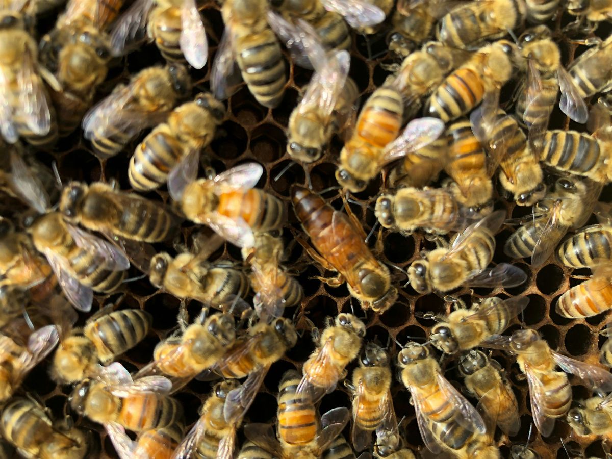 Beginning Beekeeping: Bees in Winter and Preparing to Beekeep Next Year, 27 September | Event in San Francisco