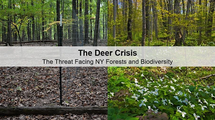 Hooves & Havoc: The Deer Crisis Threatening NY Forests, 4 October | Event in Gardiner | AllEvents