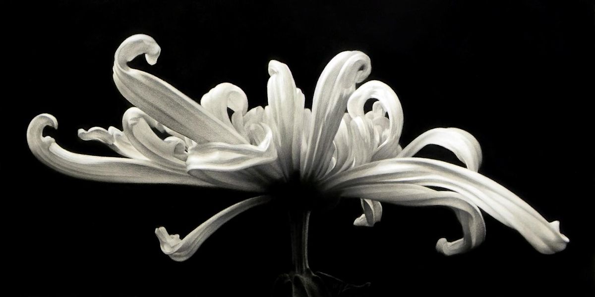 M. Joy Lemon-Florals in Charcoal & Chalk-Part II, 10 November | Event in Lowell | AllEvents