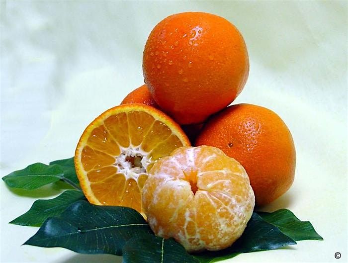 Growing Citrus in Martin County, 18 September | Event in Stuart | AllEvents