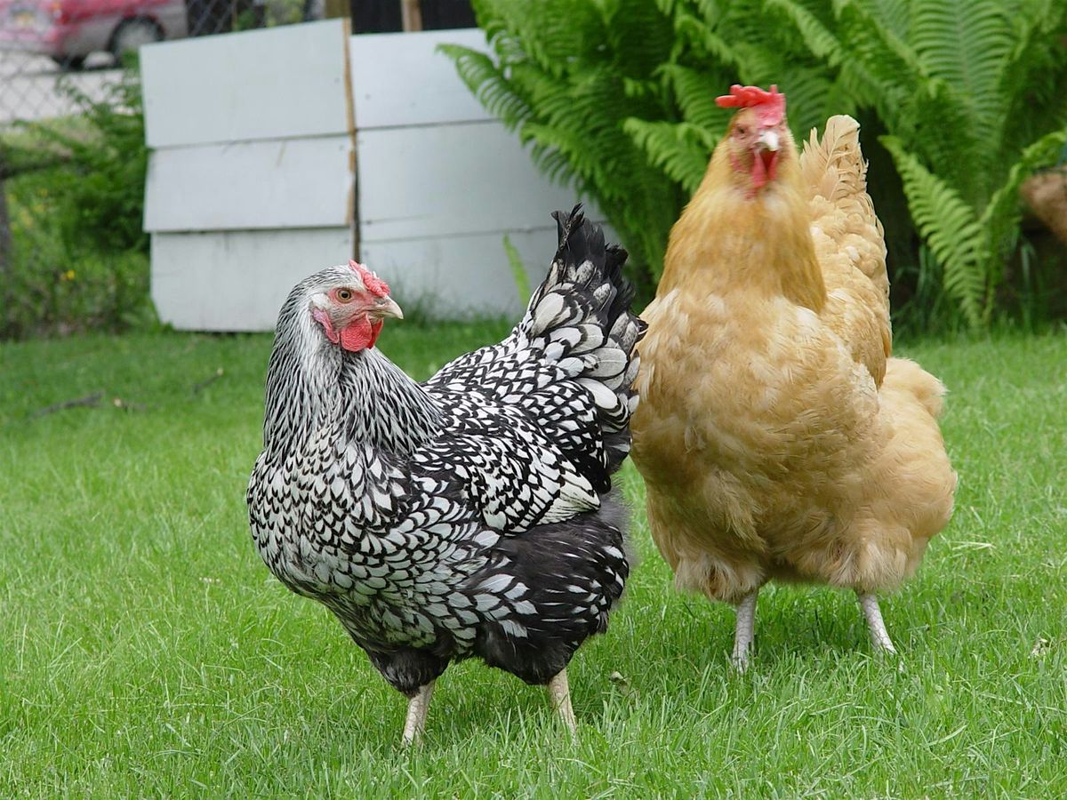Backyard Chickens, 30 October | Event in Pryor | AllEvents