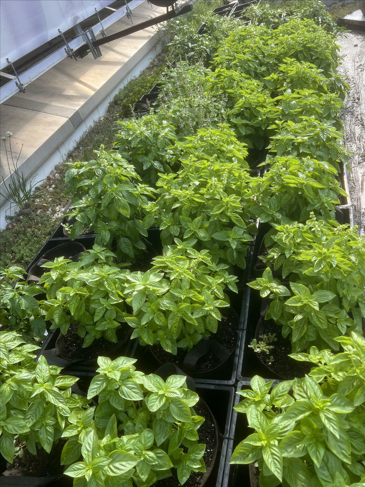 Indoor and Container Gardening 101, 7 March | Event in Silver Spring | AllEvents