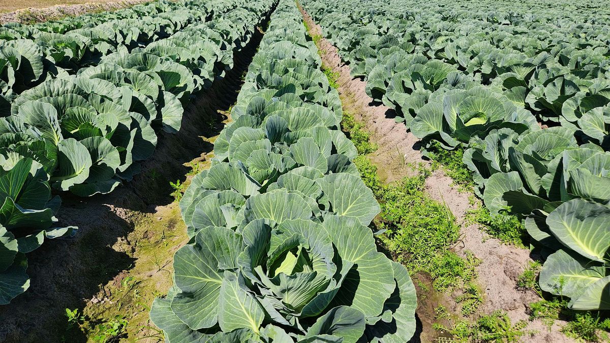 TCAA WMP 2025 Fall Producers Meeting, 27 October | Event in St. Augustine | AllEvents