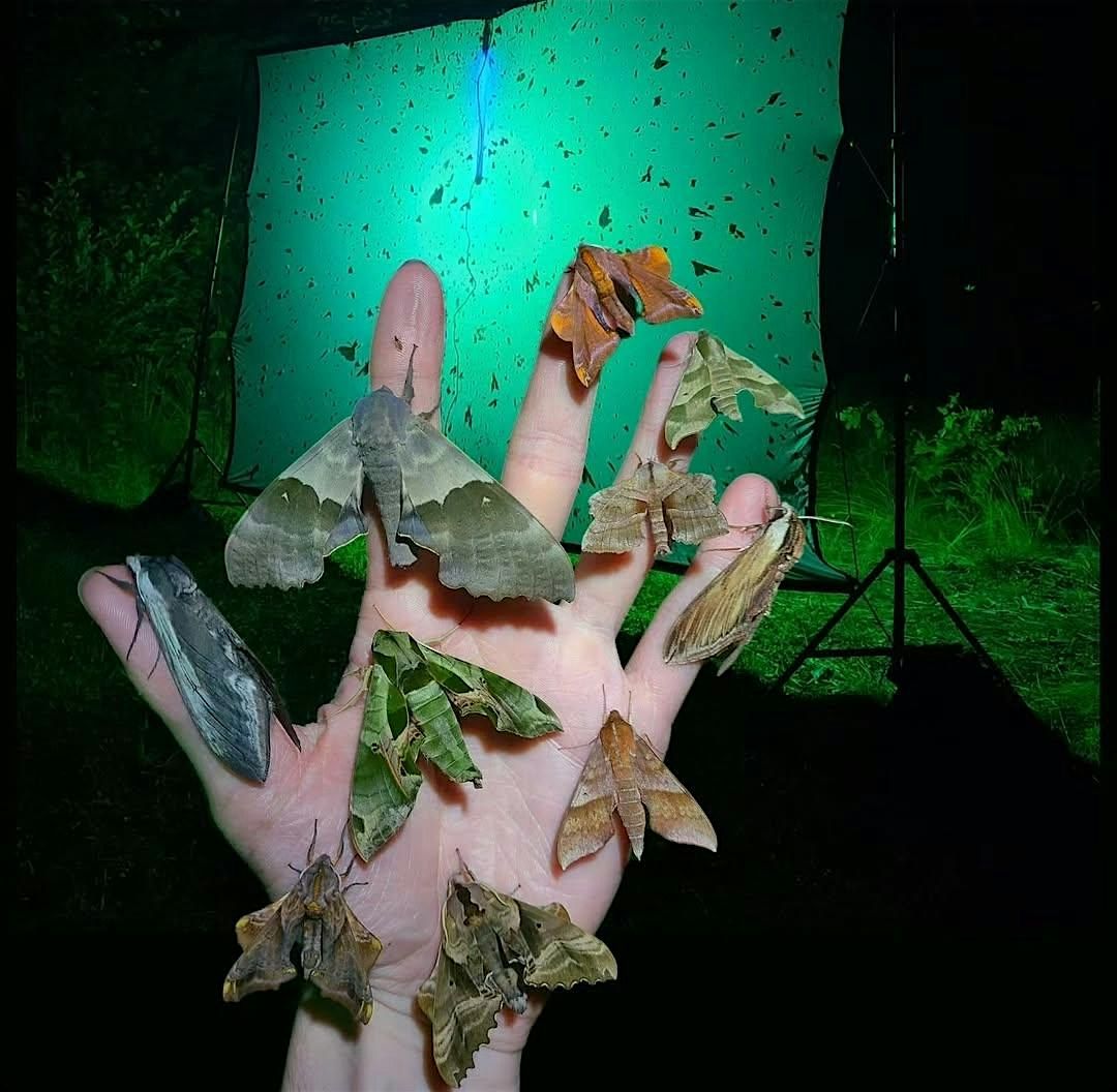 Mothing Program at the Brewery by Matthew Nochisaki!, 15 August | Event in South Windsor | AllEvents