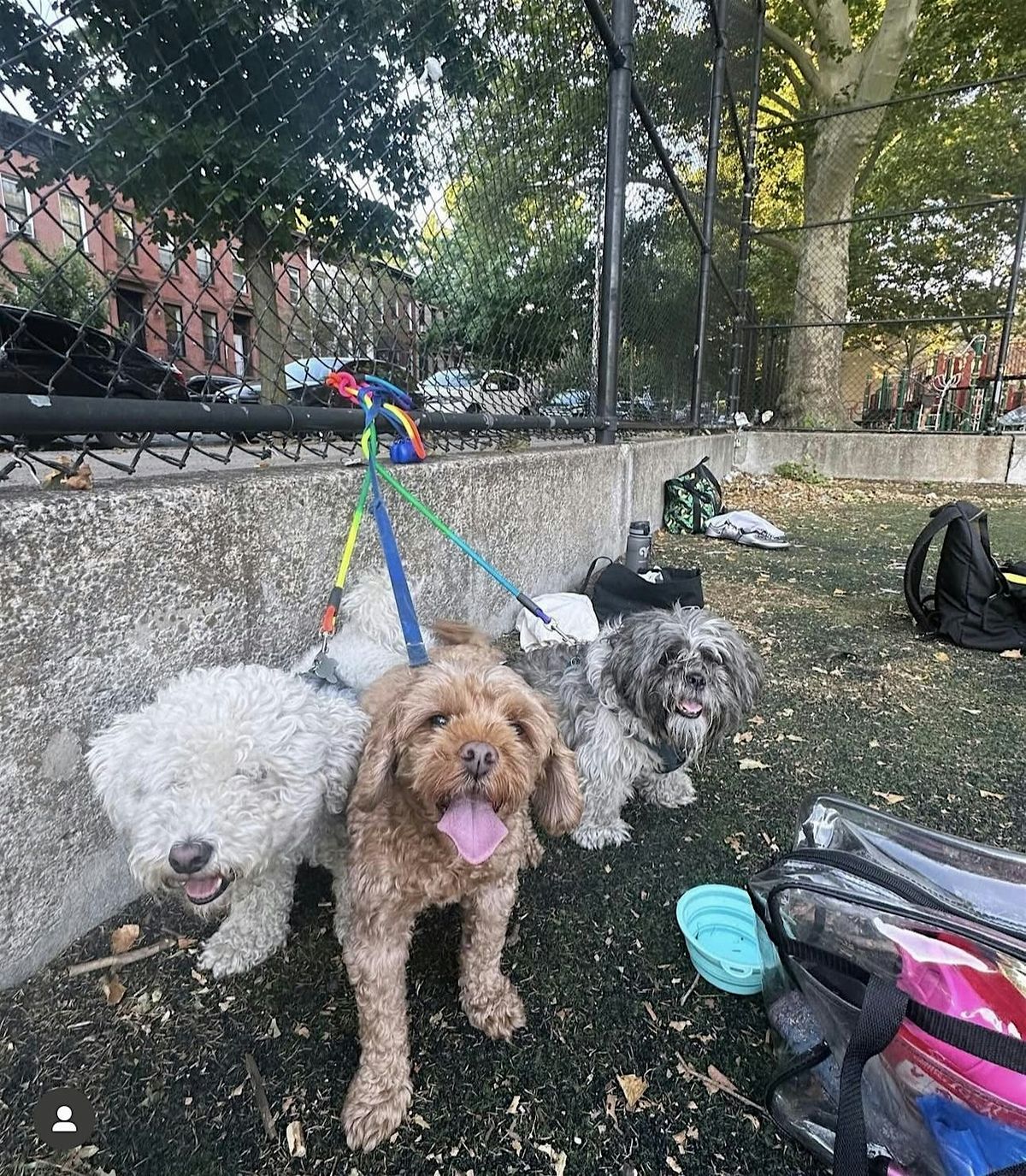 Sunset Dunes/Sunset District Dog Meetup & Walk!, 24 August | Event in San Francisco | AllEvents