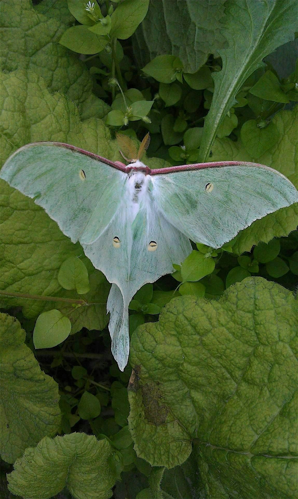 Nighttime Critter Walk, 8 November | Event in Harpers Ferry | AllEvents