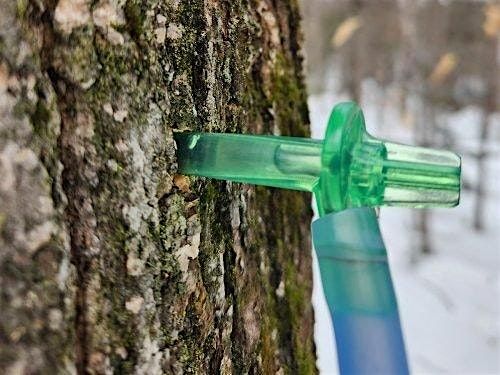 Curriculum Workshop: Maple Sugaring in a Changing Climate - Orono, ME, 7 December | Event in Orono | AllEvents