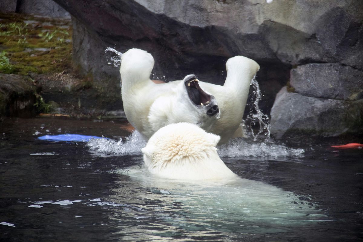 Summer Camp: Zoo's Got Talent, 7 July | Event in Anchorage | AllEvents