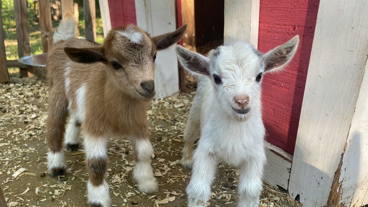 Goat Yoga Nashville- Marvelous May, 17 May | Event in Nolensville | AllEvents