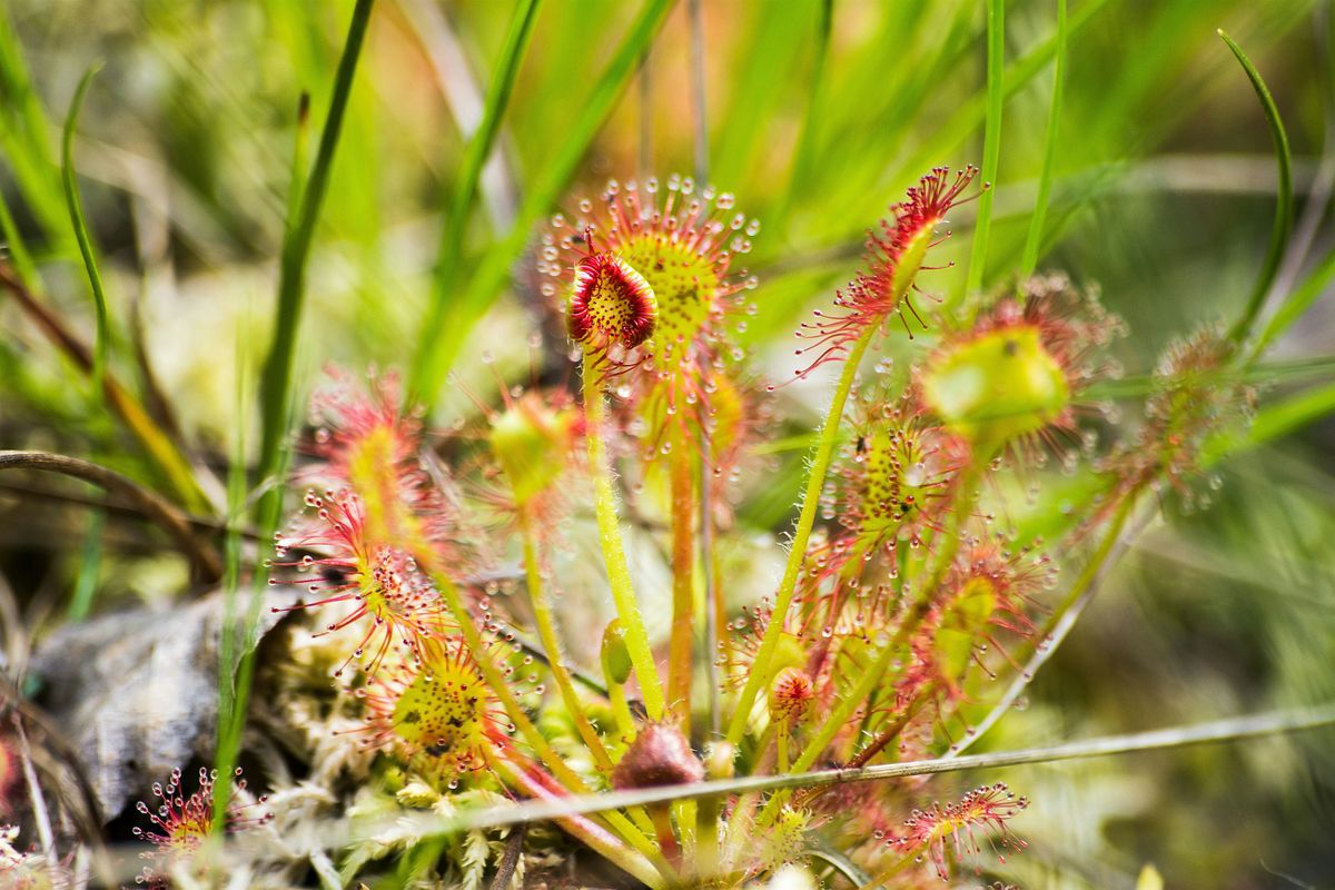 Halloween Carniverous Bog Workshop at Moss Houseplants, 25 October | Event in Boulder | AllEvents