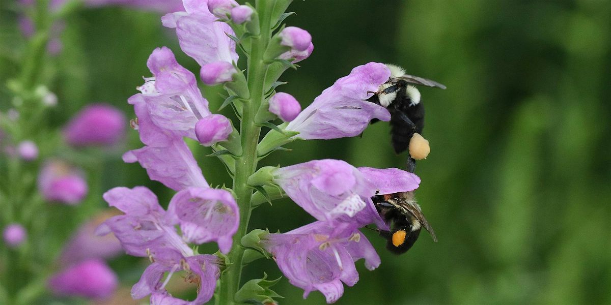 Pollinator Garden Tour, 28 August | Event in Pittsboro | AllEvents