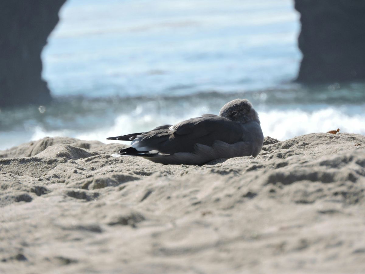 FBC LA birding at Malibu Lagoon! | Event in Malibu | AllEvents