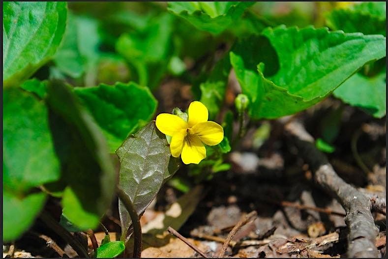 Spring wildflowers of Van Cortlandt Park, Bronx | Event in Bronx | AllEvents