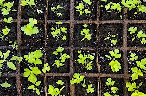 Beginner Herb Gardeners: Learn to Grow & Take Home Spring Seedlings, 28 September | Event in Jefferson