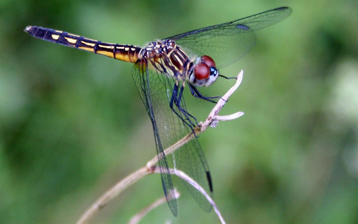 Dragonfly Discovery Walk, 14 August | Event in Tarpon Springs | AllEvents