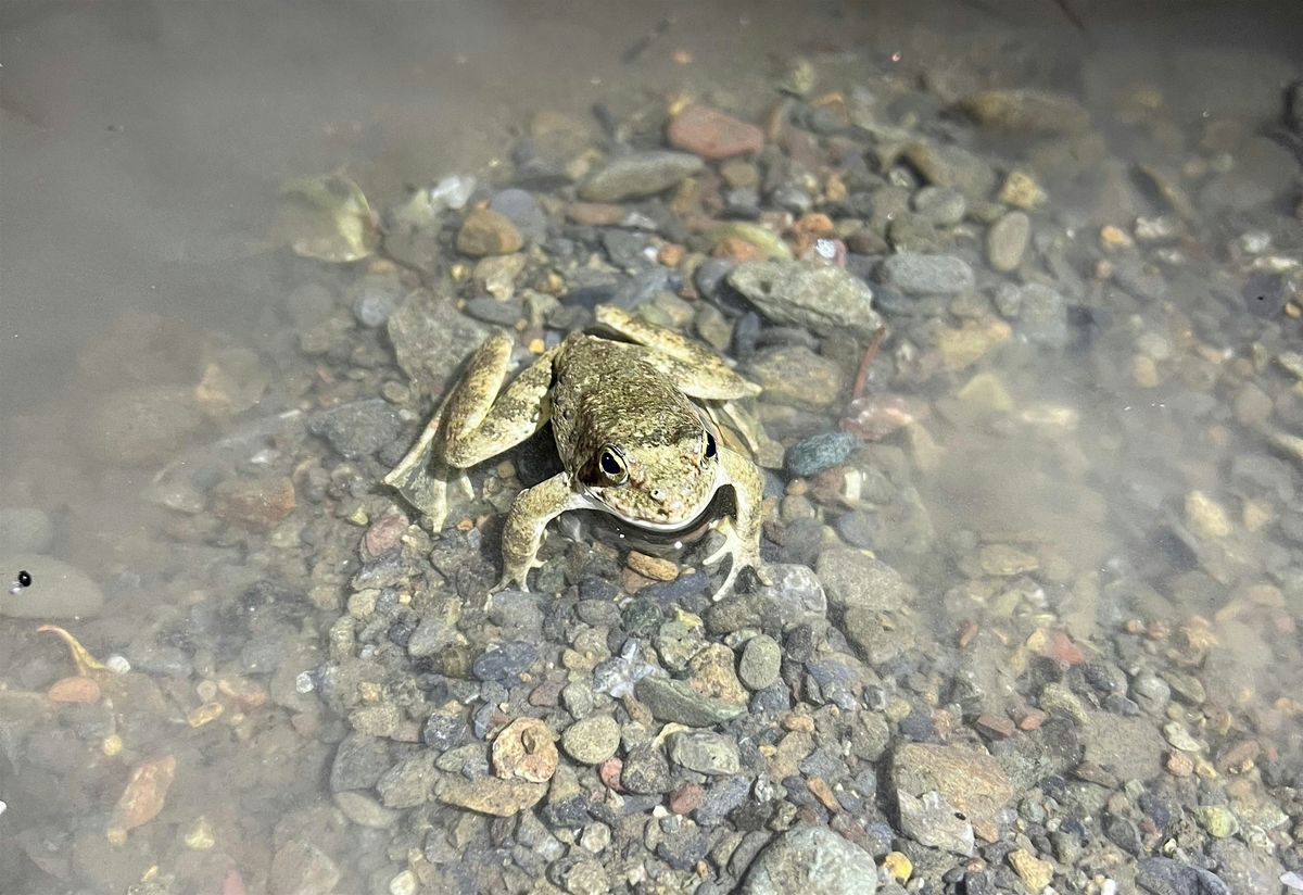 Foothill Yellow-legged Frog Ecology & Conservation Workshop, 24 October | Event in Santa Rosa | AllEvents