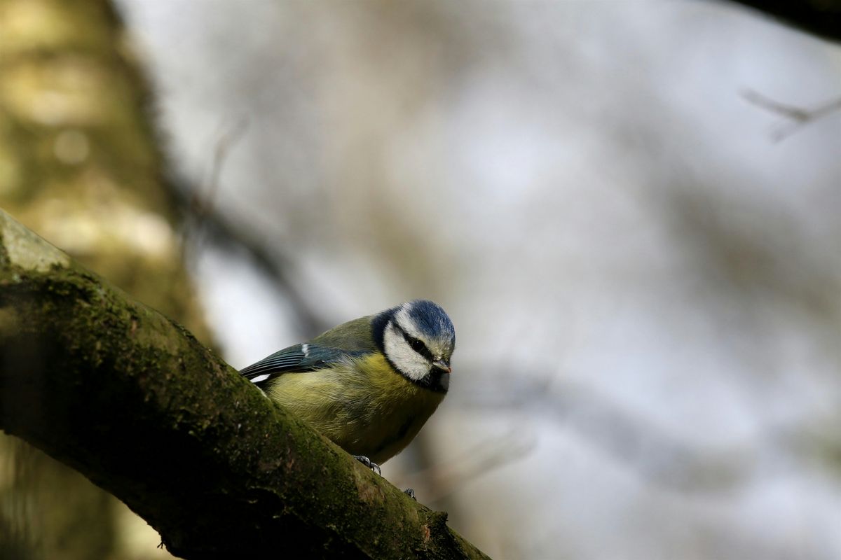 Introduction to Common Bird ID and Birdsong with Juliette Butler, 26 April | Event in Northampton | AllEvents