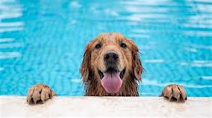 The Dog Paddle, 17 May | Event in Springdale | AllEvents