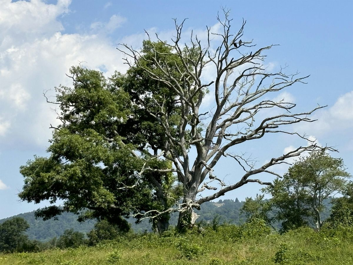 A Summer Tree-mendous Hike, 23 August | Event in Delaplane | AllEvents