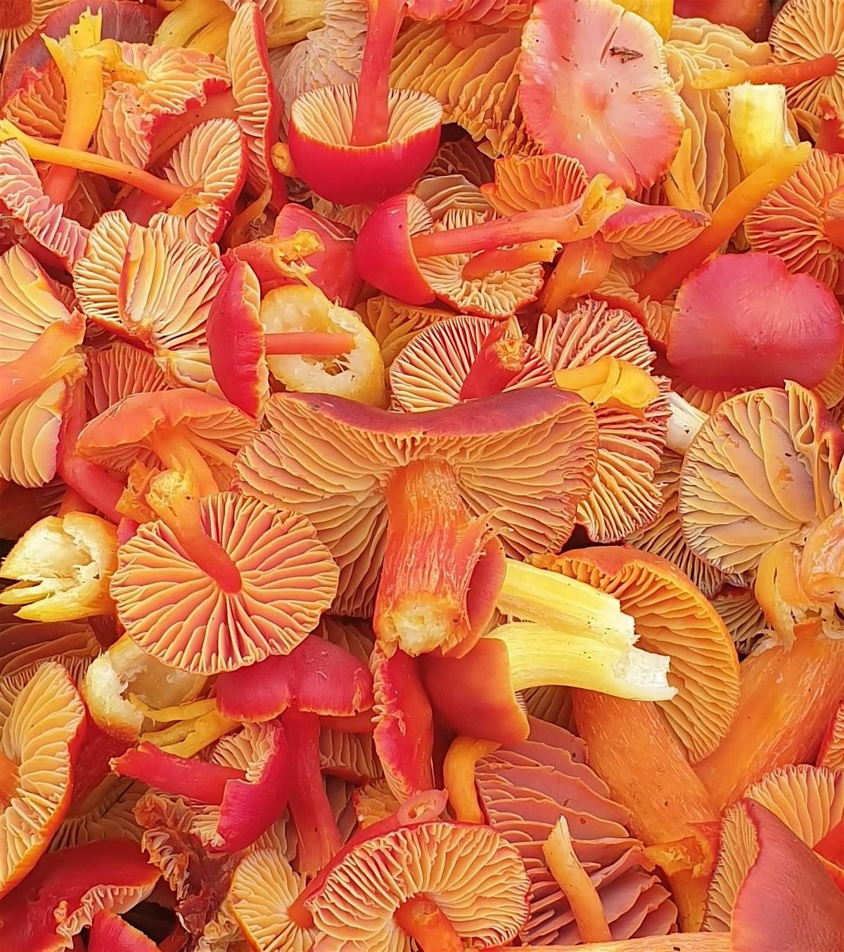 Full-day Fungi Identification Workshop (including wild lunch), 12 October | Event in Forest Row | AllEvents