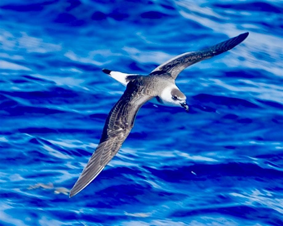 Palm Beach Pelagics 8/30/25, 30 August | Event in Boynton Beach | AllEvents