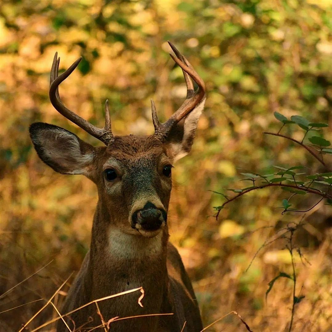 Wednesday Walk:  Ecological Impact of Deer (and Solutions), 19 November | Event in Baltimore | AllEvents