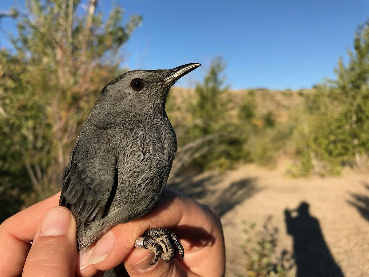 2025 Summer Songbird Banding at the Diane Moore Nature Center, 14 June | Event in Boise | AllEvents