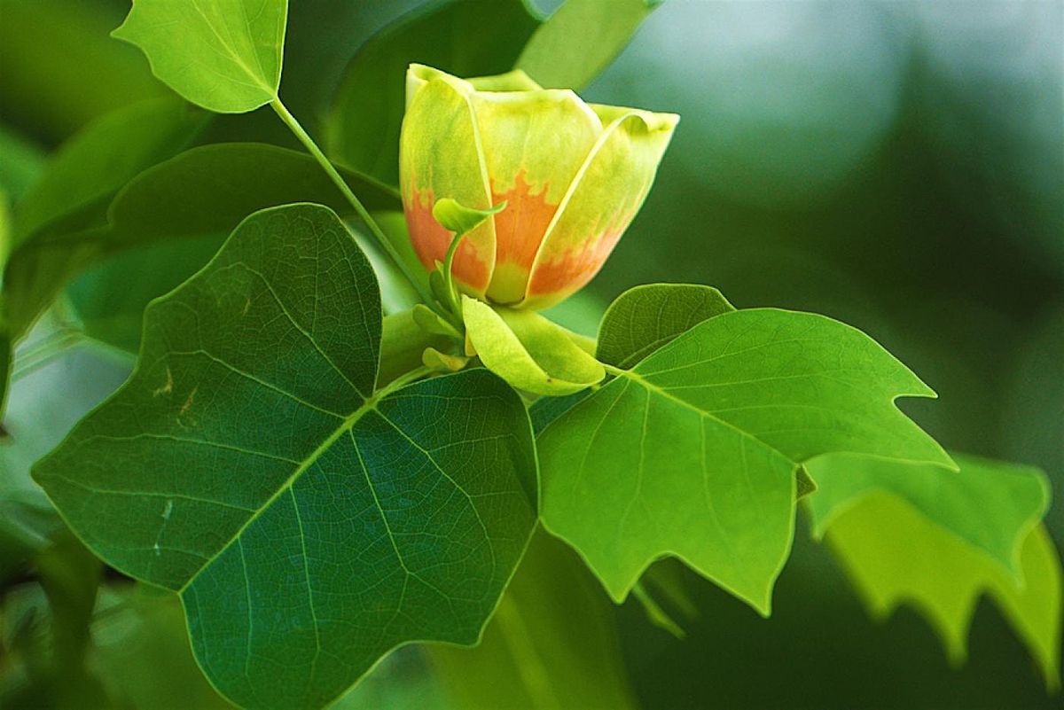 Advanced Botany II, 31 July | Event in Asheville | AllEvents