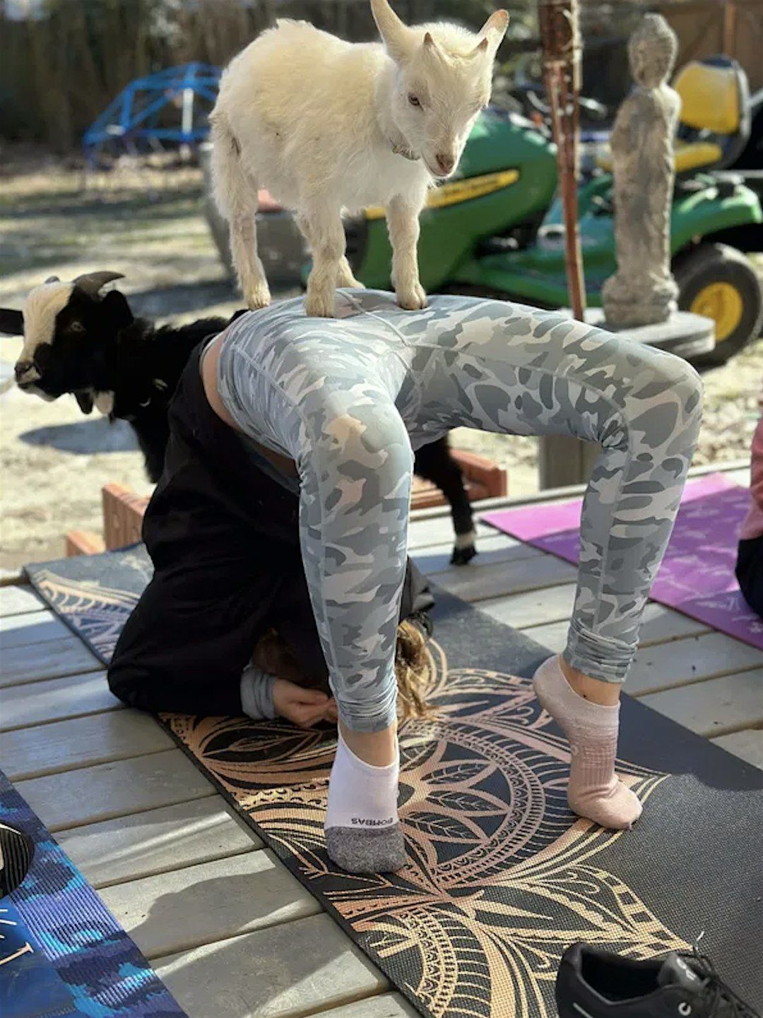 GGA Dwarf Goat Yoga Class, 21 September | Event in Sandy Springs | AllEvents