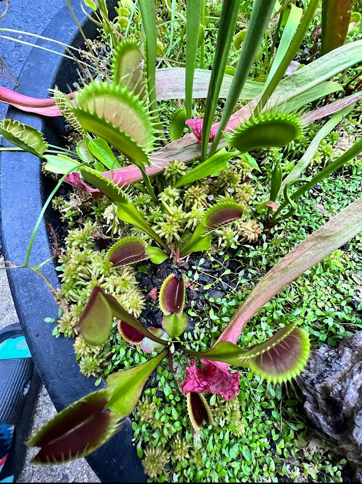 Carnivorous Plant Basics and DIY Bog Gardens, 2 August | Event in Silver Spring | AllEvents