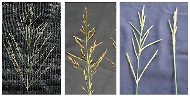 PESTICIDE SAFETY, STORAGE, PASTURE WEEDS, AND SOIL SAMPLING, 9 August | Event in Callahan | AllEvents