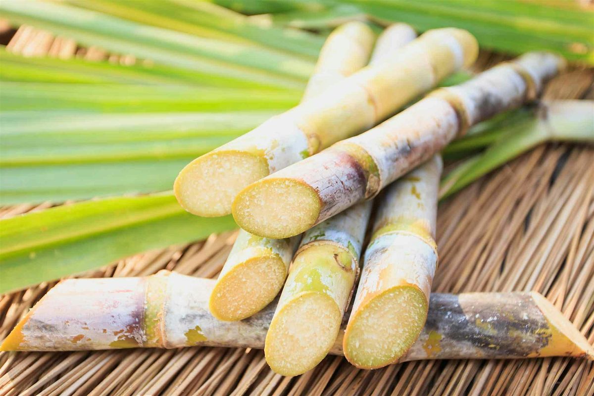 Apotheke Academy- SUGARCANE SPIRITS, 6 September | Event in New York | AllEvents