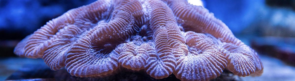 Coral Husbandry Round Table, 14 January | Event in West Palm Beach | AllEvents