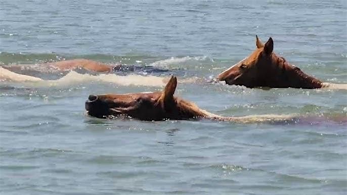 Breakfast Buffet for the swim back at The Pearl!, 1 August | Event in Chincoteague | AllEvents