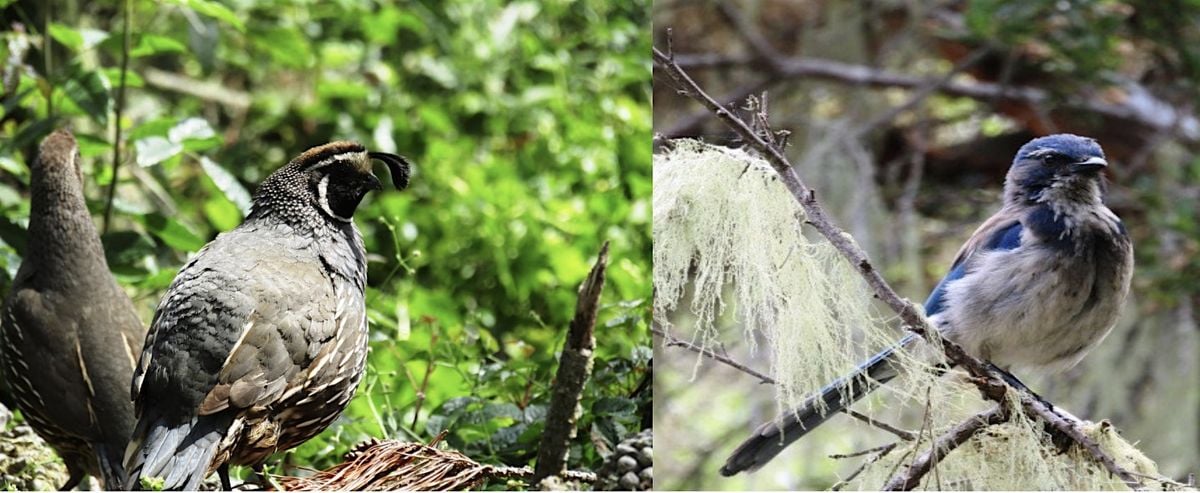 A Focus on Birding Hike in the San Jose Creek Natural Preserve, 5 September | Event in Carmel | AllEvents