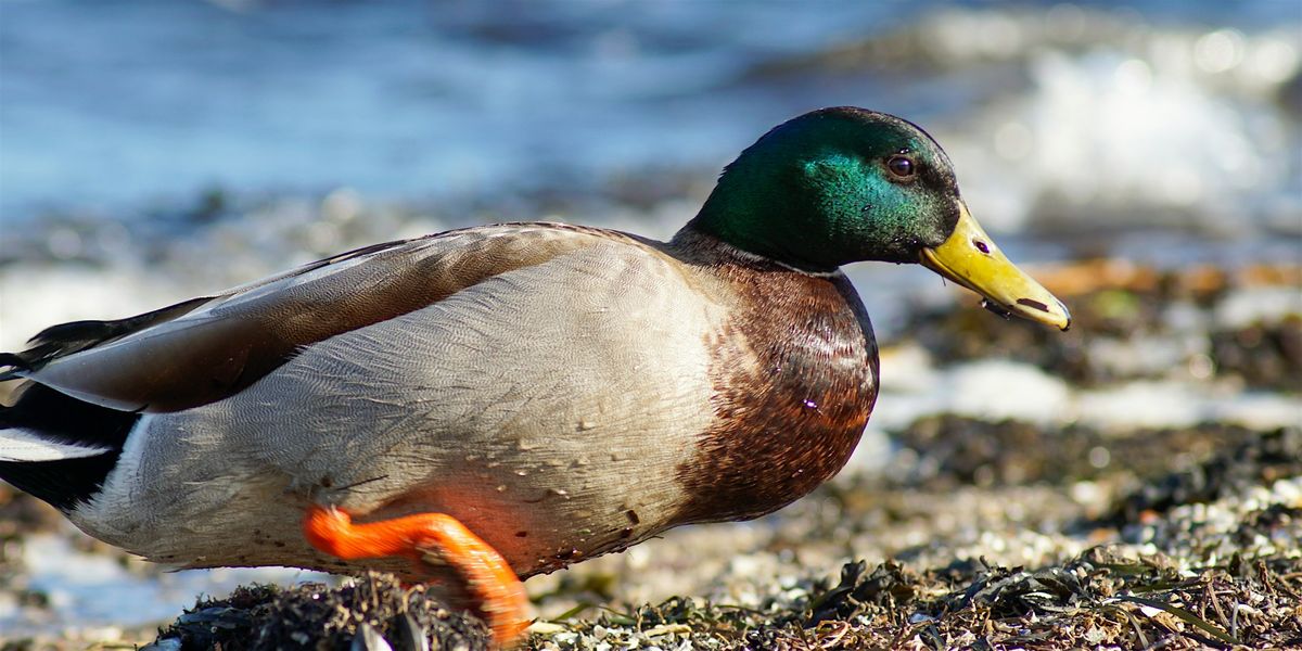 Birding on the Beach, 25 October | Event in Blasdell | AllEvents