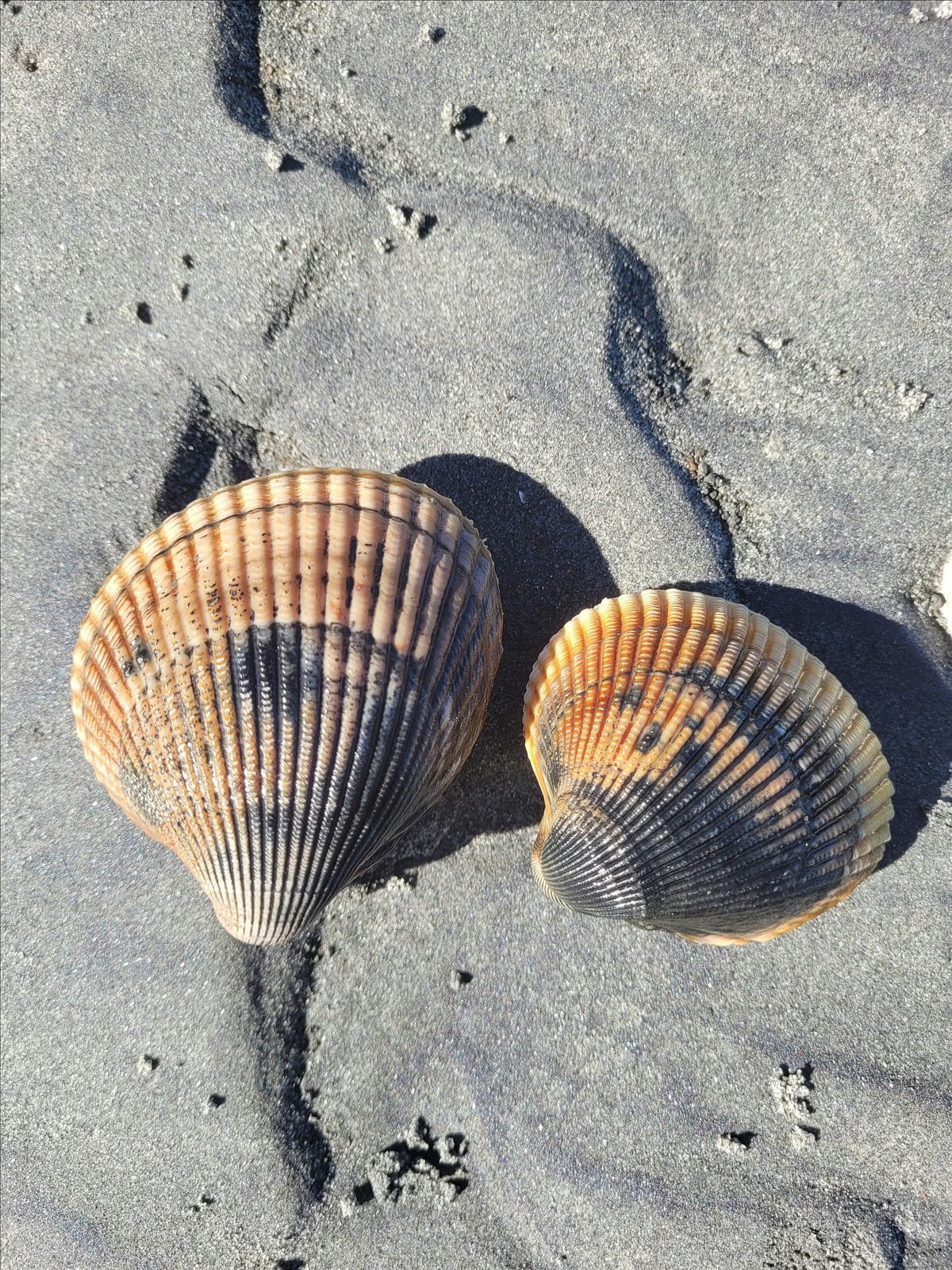 Clamming Workshop, 17 May | Event in Charleston | AllEvents