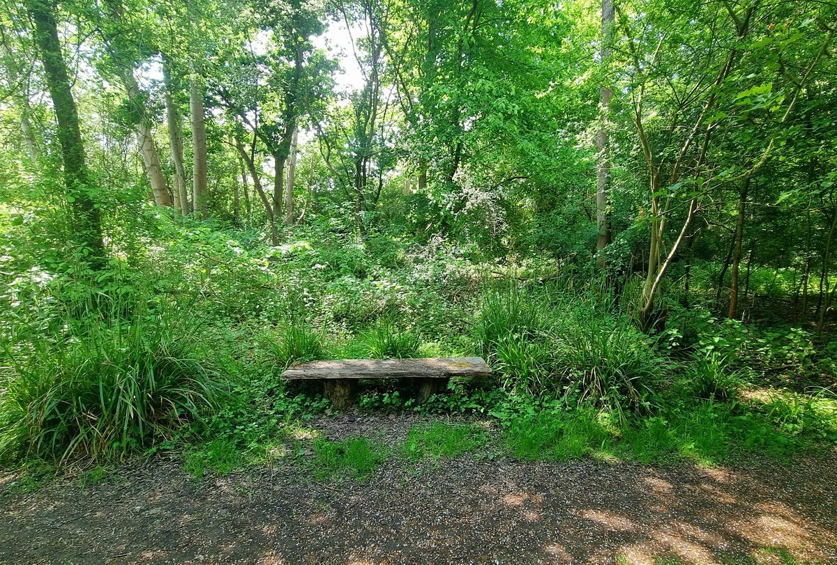 Free Forest Bathing + Session: nature based mindfulness to deeply relax, 27 July | Event in Little Paxton