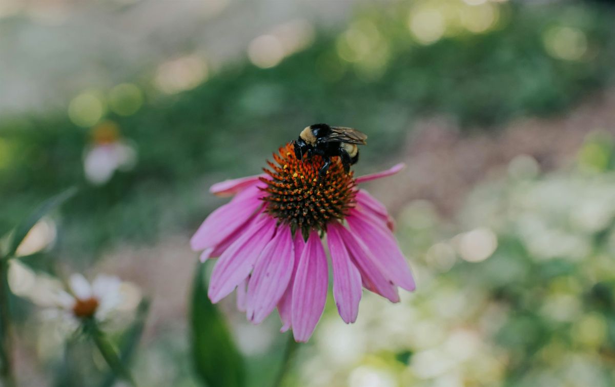 Gardening for Pollinators, 14 June | Event in Stone Mountain | AllEvents