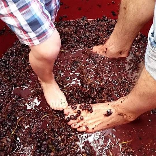 Annual Urban Winery GRAPE STOMP with Live Music to follow, 20 September | Event in Silver Spring | AllEvents