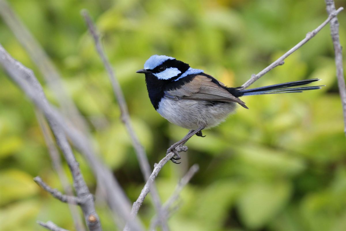 National Bird Week walk and talk, 21 October | Event in Greenvale | AllEvents