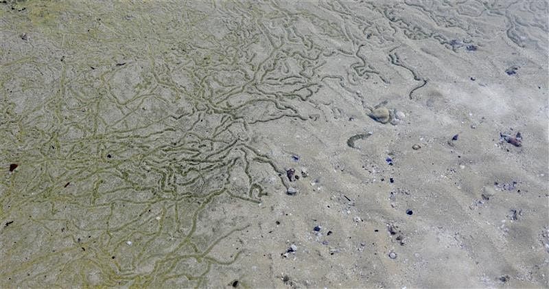 To Know a Harbour: Conversations on Art and Ecology, 6 December | Event in Double Bay | AllEvents