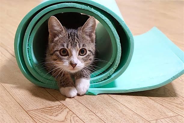 Cat Yoga Adventure for Pre-Teens & Teens, 17 May | Event in Fairfax | AllEvents