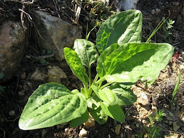 Plantain and How to Make a Salve, 11 August | Event in New Richmond | AllEvents