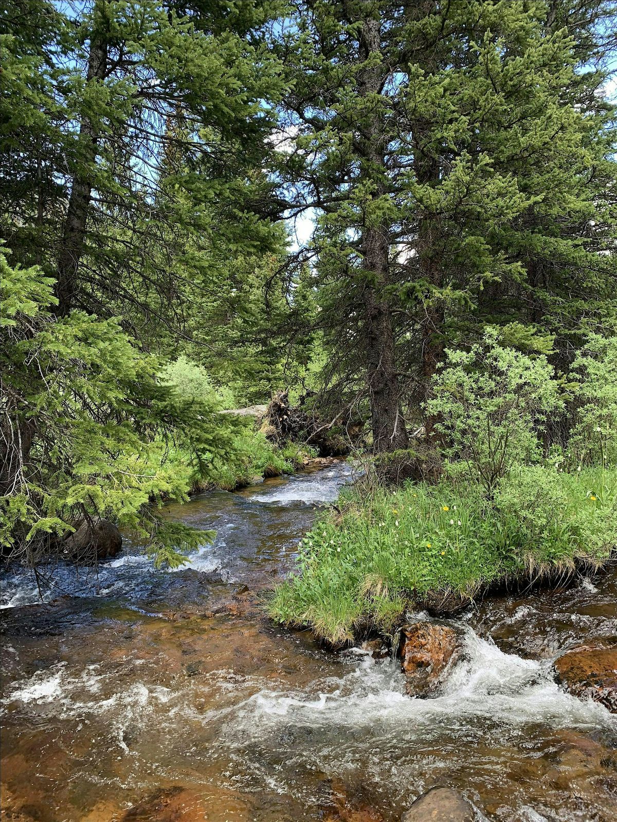 Forest Bathing - A Guided Nature Experience, 27 July | Event in Pine Valley | AllEvents