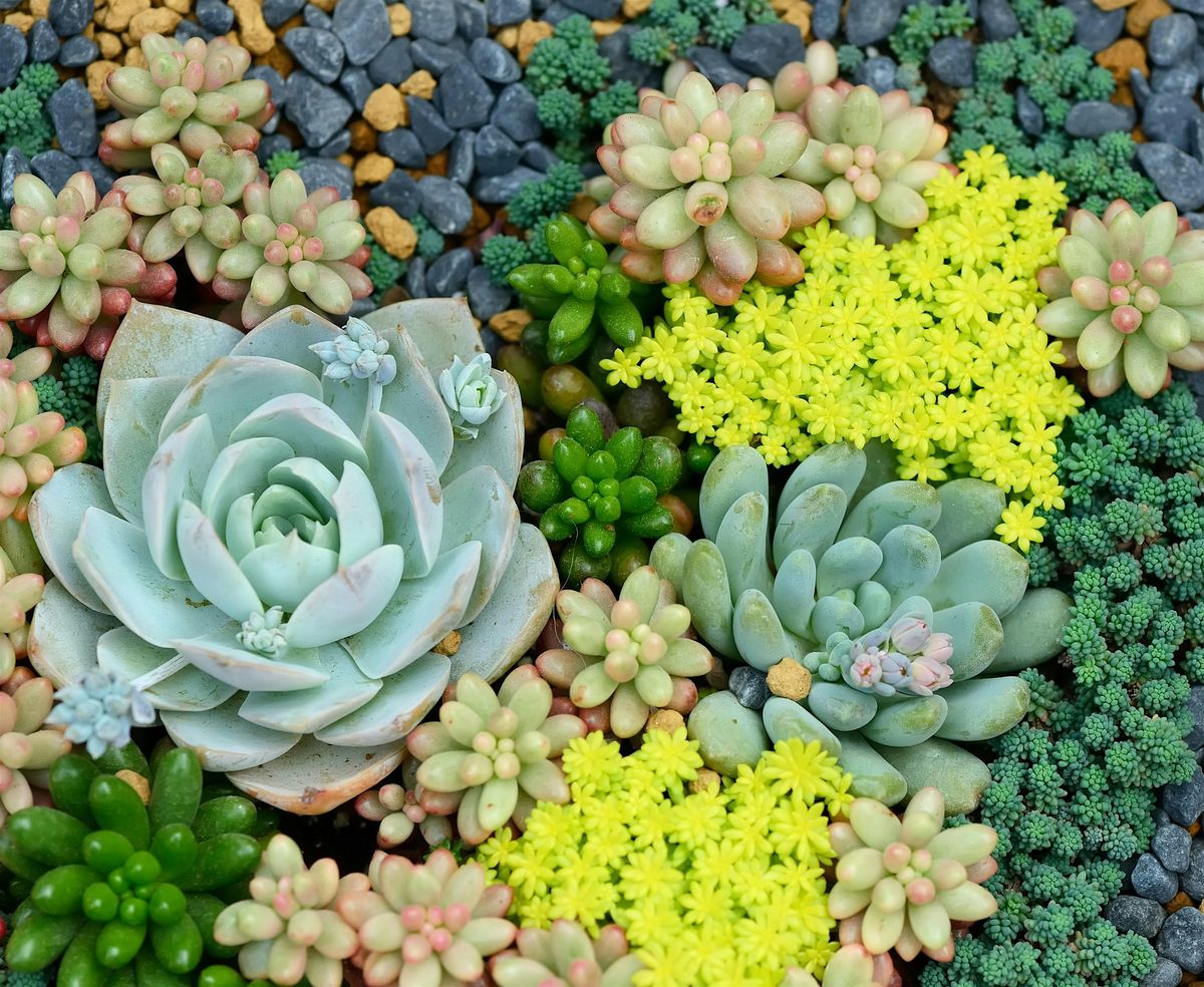 Sips & Succulents, 9 August | Event in Corcoran | AllEvents
