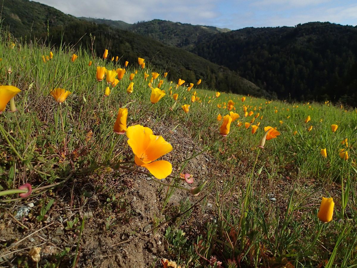 Docent Tour | Event in Big Sur | AllEvents